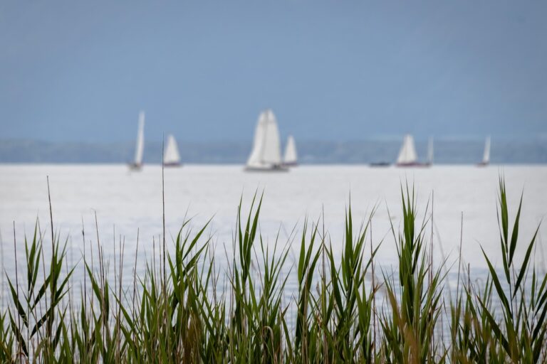 sailboats, lake, boats, grass, sail, trip, water, nature, sports, leisure time, water sports, regatta, grass, grass, grass, grass, grass, sail, trip, regatta