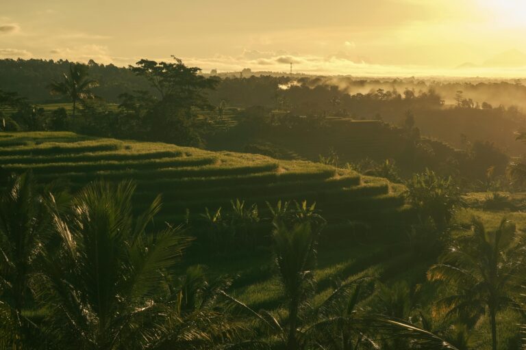 Scenic view of Bali rice terraces bathed in golden sunrise light.