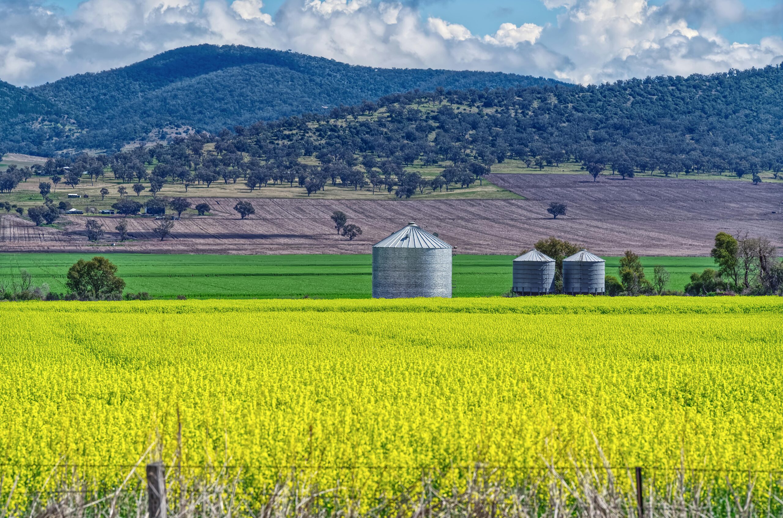 Wide angle view of vibrant canola fields with silos against a hilly backdrop under a cloudy sky.