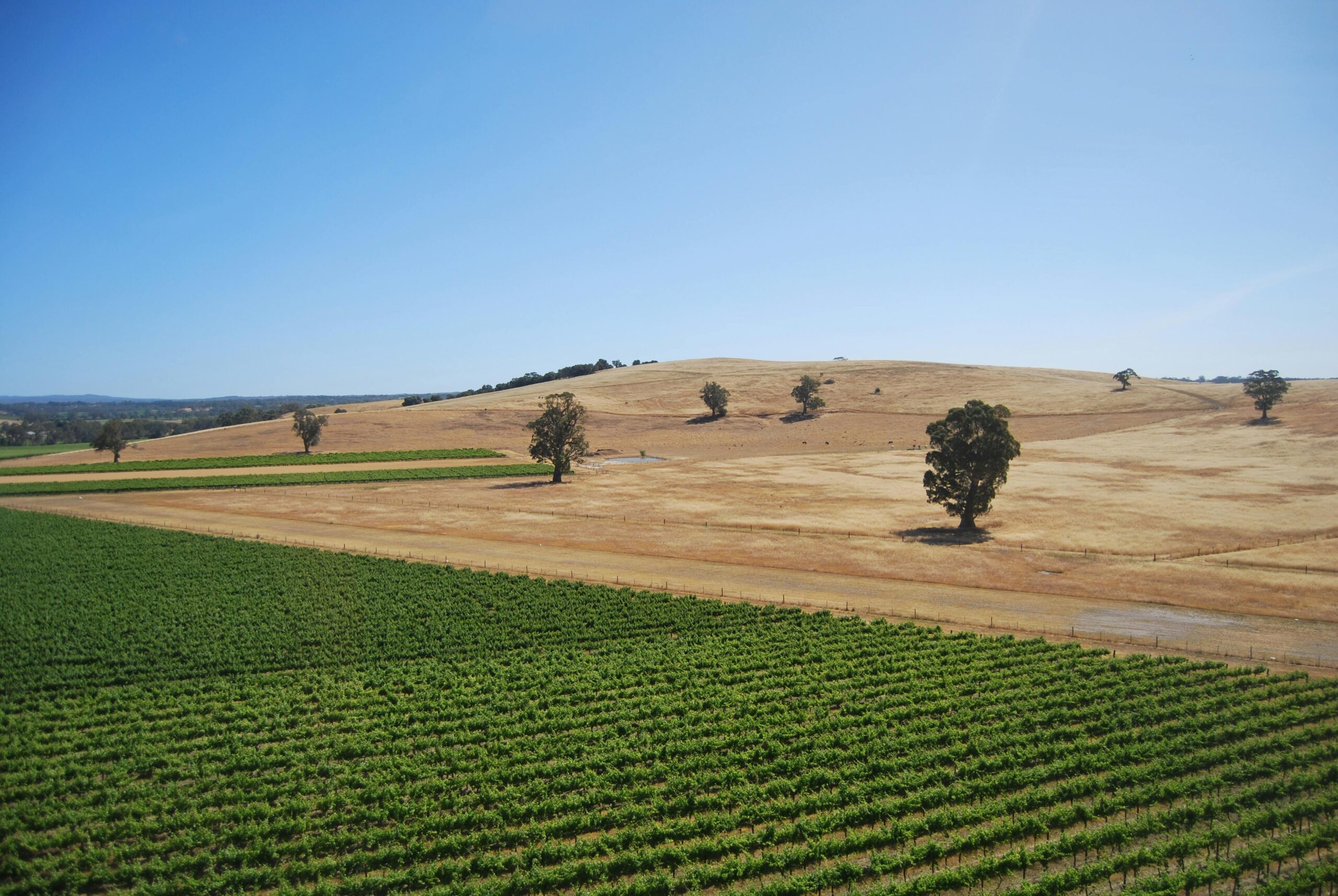 Bright agricultural fields under a clear blue sky, featuring rolling hills and lush green crops.